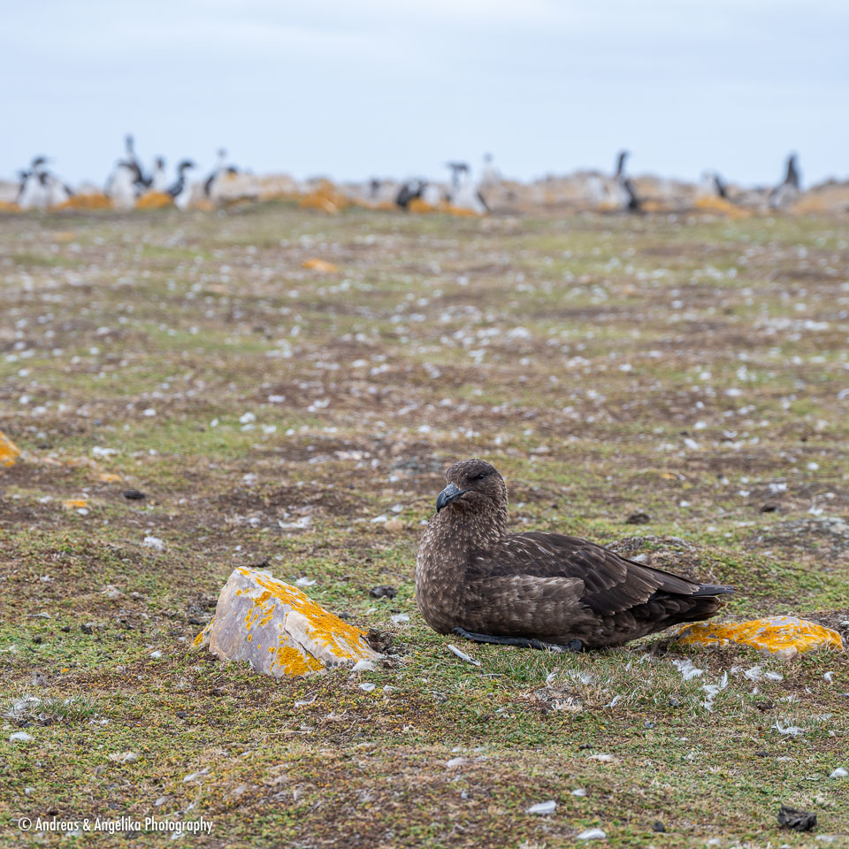 an-Falkland-2024-02-21__Z6X4737.jpg