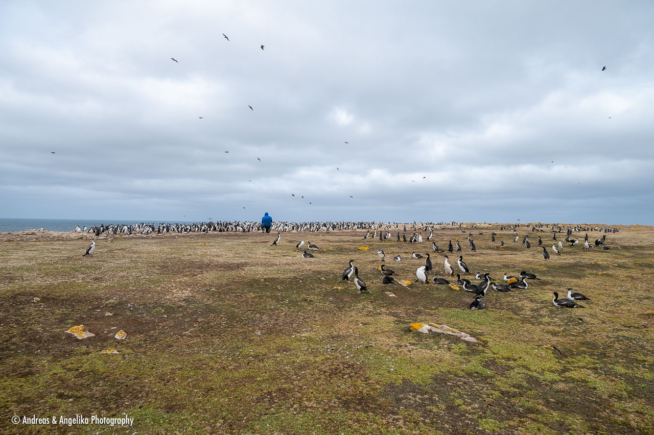 an-Falkland-2024-02-21__Z6X4942.jpg