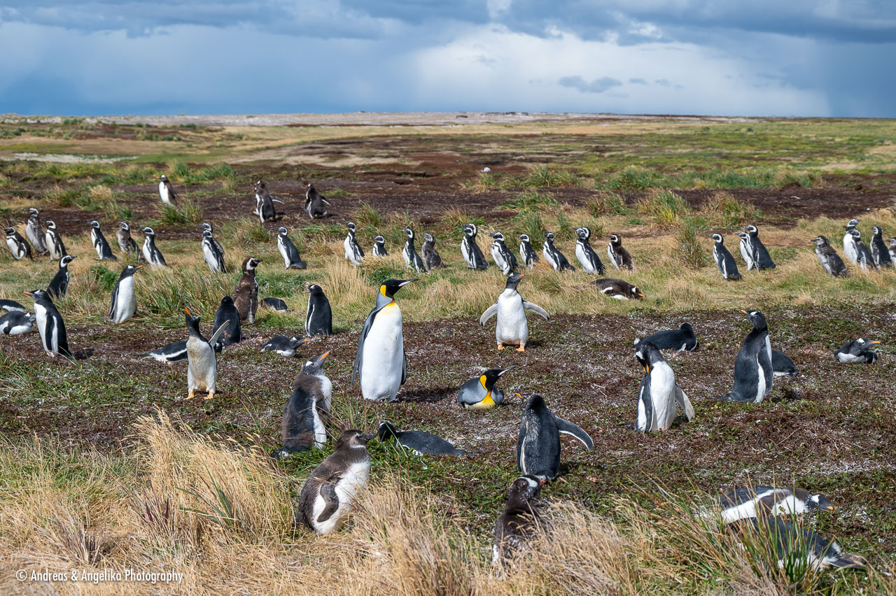 an-Falkland-2024-02-23__Z6X6742.jpg