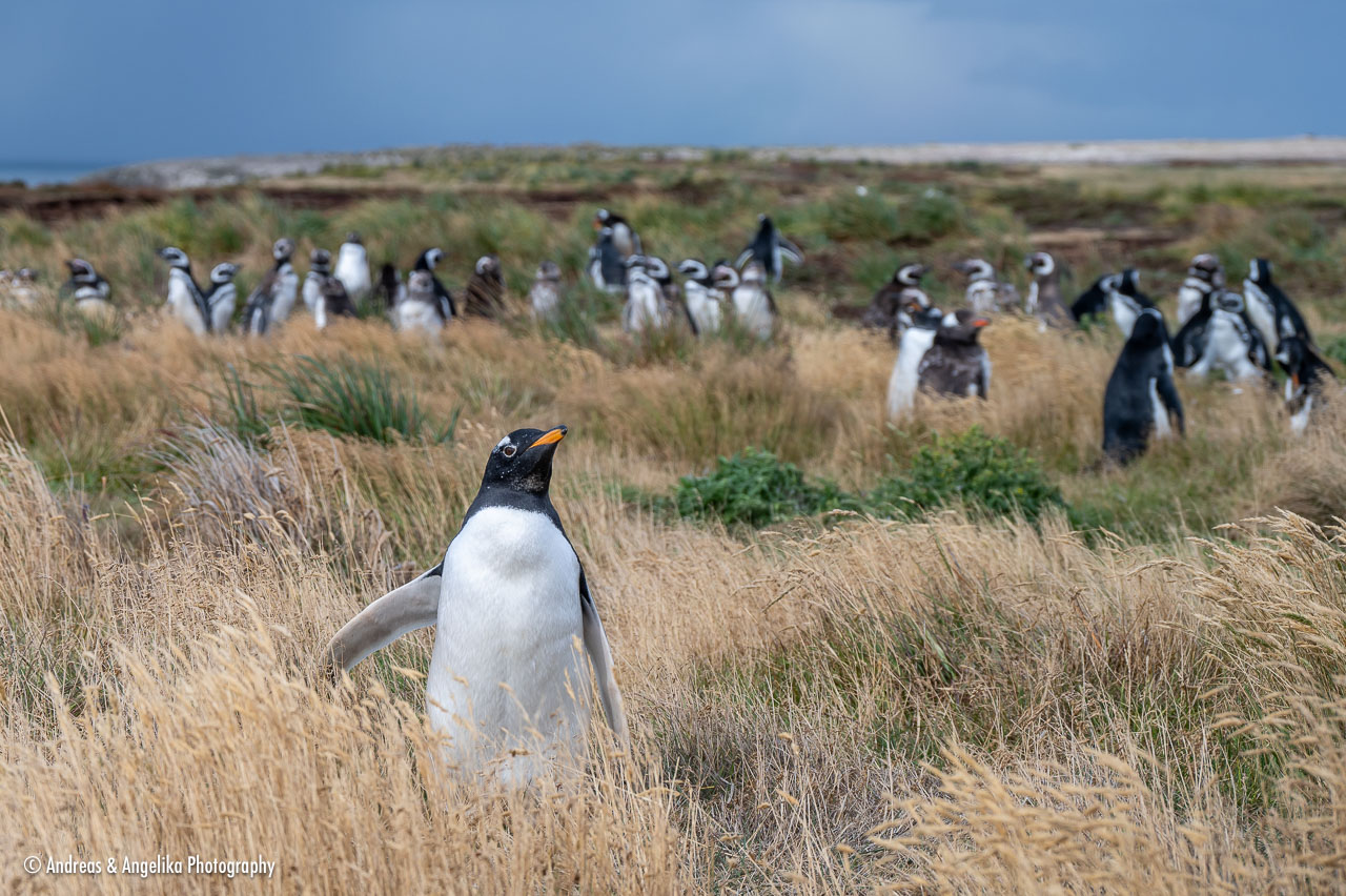 an-Falkland-2024-02-23__Z6X6826.jpg