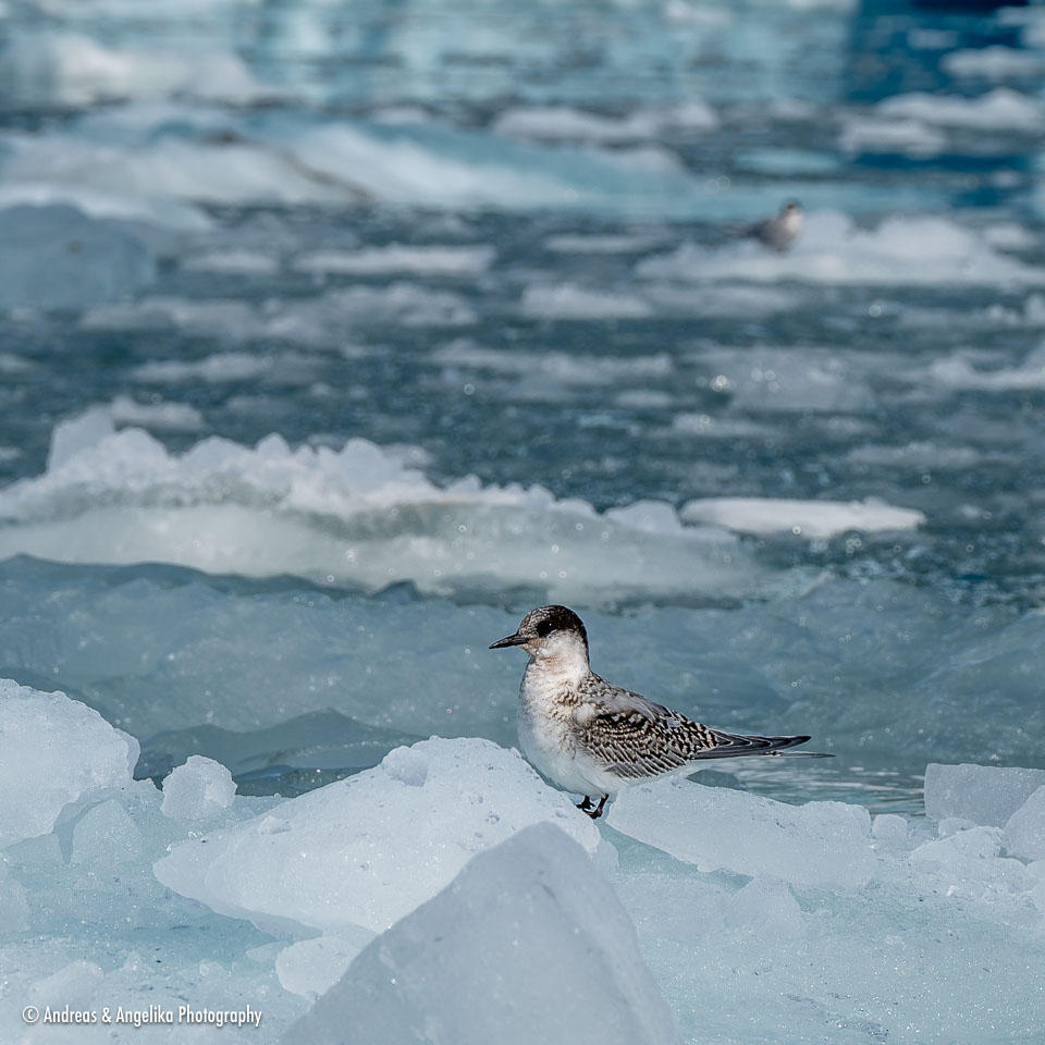 an-Suedgeorgien-2024-02-29__Z6X2359.jpg