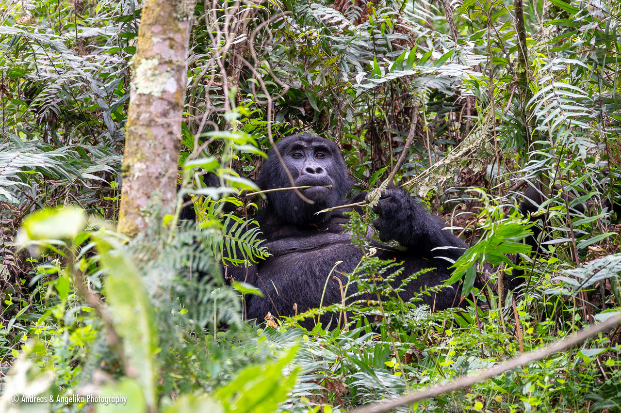 an-Uganda-2024-09-27__Z6X4587-Verbessert-RR.jpg